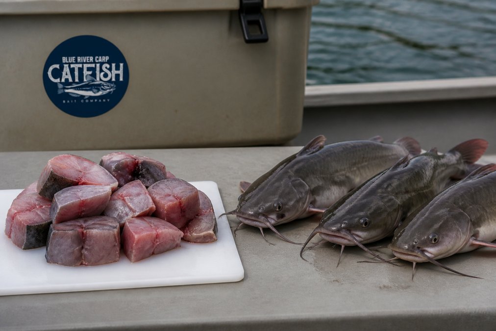 Cut Bait vs Live Bait for Catfish: Which Wins?