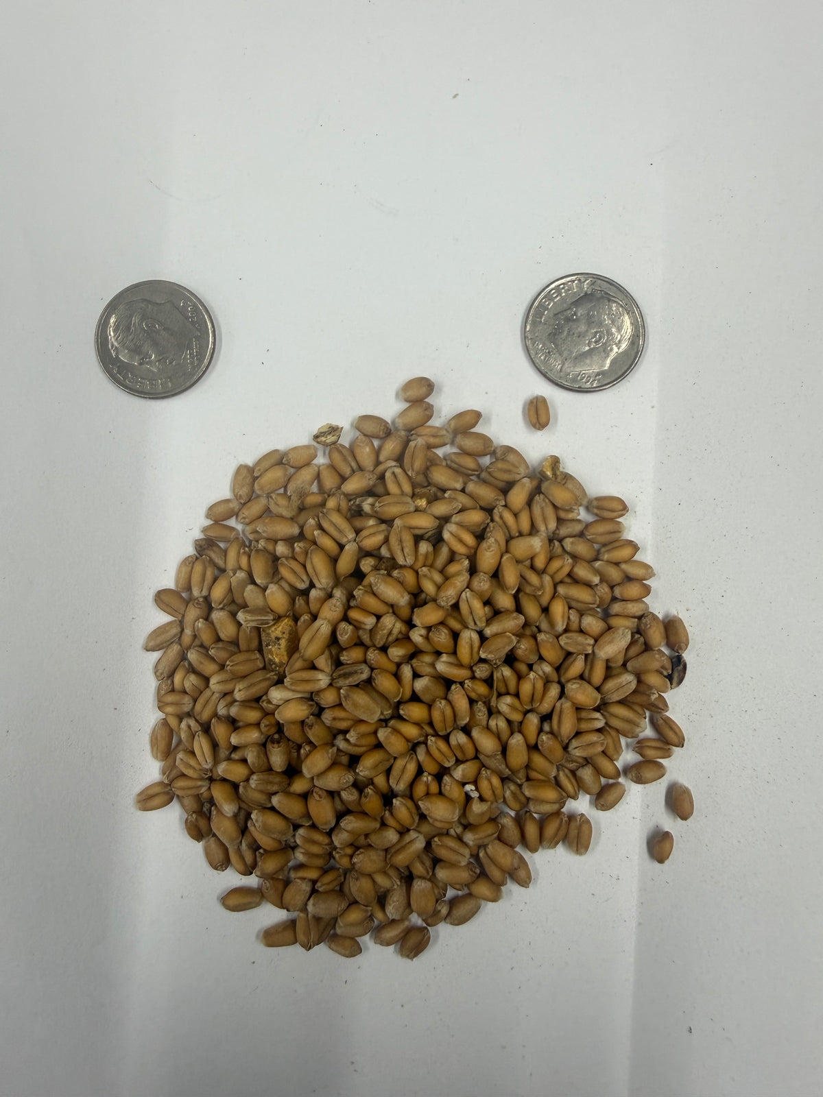 Wheat Hulls - 2.2lbs or 1kg